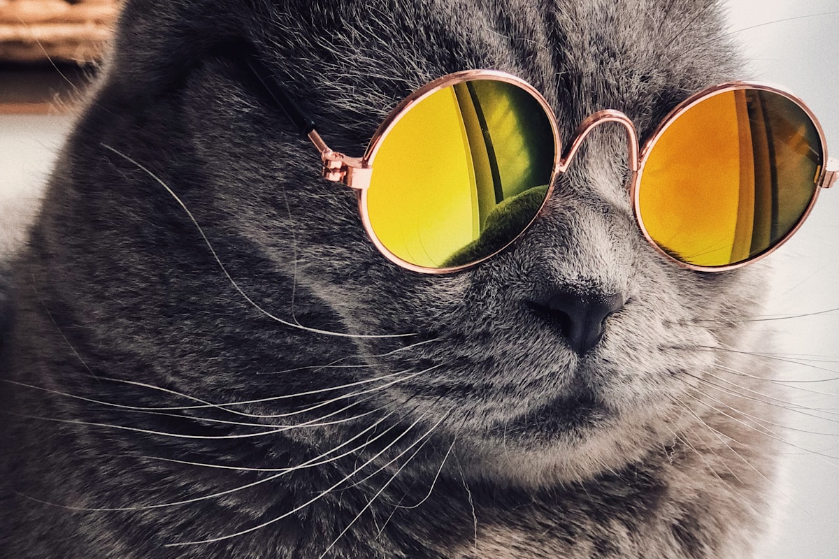 Gatinho esperando adoção